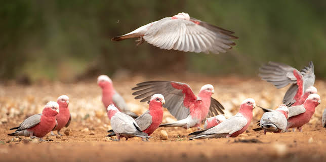 13:05: Crikey! It's the Irwins (S2 E6) (S2) | Animal Planet | 1/17 2026