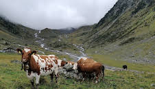 Auf uralten Pfaden - Viehtriebe im Hochgebirge