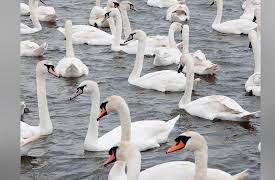 The National Geographic Guide to Birding in North America: Waterbirds, Shorebirds, and Game Birds