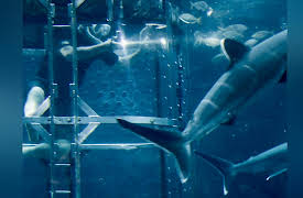 Jeremy Wade: Dark Waters Season 1: South Africa's Legendary Beast