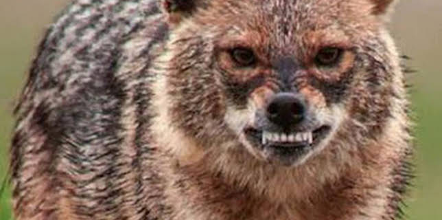 16:38: Luchadores salvajes: La lucha por la familia | La Otra | 2/10 2026