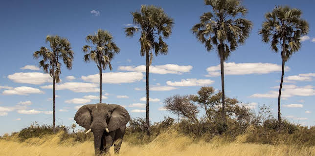 09:38: Okawango - Fluss der Träume (2/3) | Arte | 11/12 2025