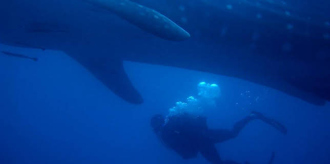 10:35 AM: Deadly 60 (S2) | CBBC | 2/2 2026