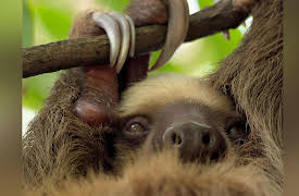 Secrets of the Rainforest: Journey to the Canopy