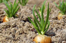 How to Grow Anything: Food Gardening for Everyone: Planting Vegetables and Herbs