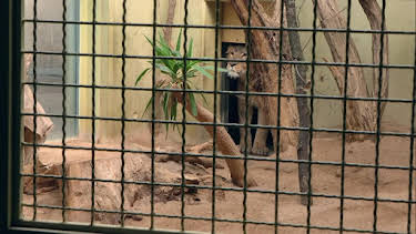06:00: Giraffe, Erdmännchen & Co. (260) | HR Fernsehen | 6/23 2026