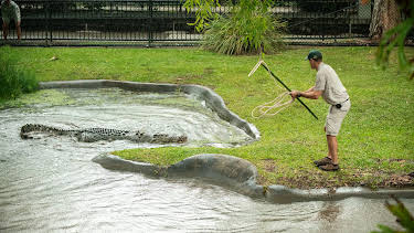 12:10: Crikey! It's the Irwins (S3 E7) (S3) | Animal Planet | 4/12 2026