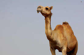 Animal DNA: The Stomping Grounds