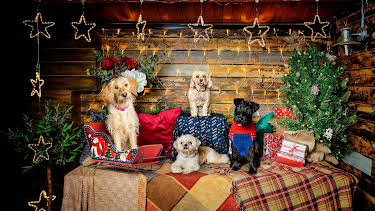 7:55 PM: The Dog House at Christmas | More 4 | 12/22 2025