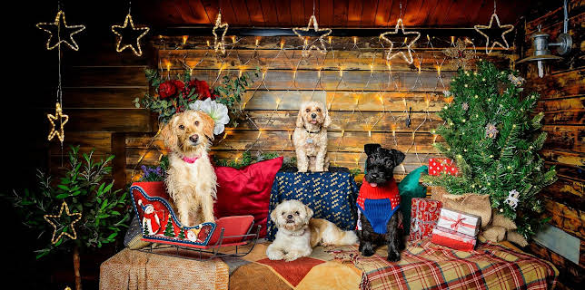 6:00 AM: The Dog House at Christmas | Channel 4 | 12/25 2025