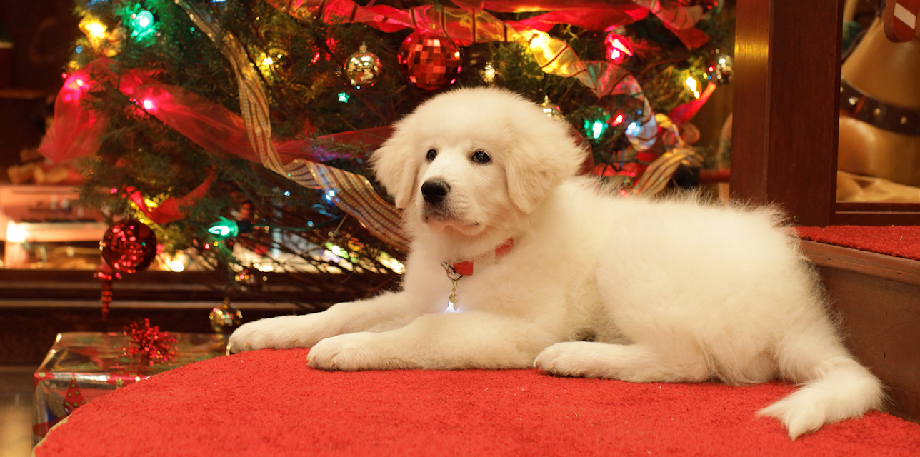 The Search for Santa Paws (2010)