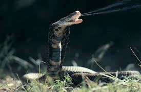 I Was Prey: Episode 5