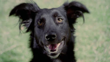 05:38: Barking Dogs And Sloth Buffets (S1 E31) (S1) | Animal Planet | 4/26 2026