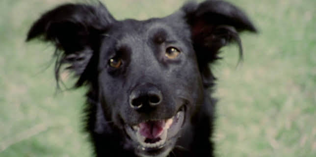 05:15: Dyrenes utrolige evner (S1 E31) (S1) | Animal Planet | 12/21 2025