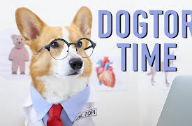 Topi the Corgi: Cutest Doctor