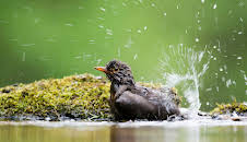 Die Magie der Vögel - Was Birdwatcher begeistert