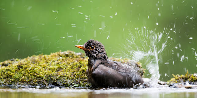 12:45: Die Magie der Vögel - Was Birdwatcher begeistert | 3SAT | 11/4 2025