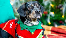 Hundehuset: Heim til jul?