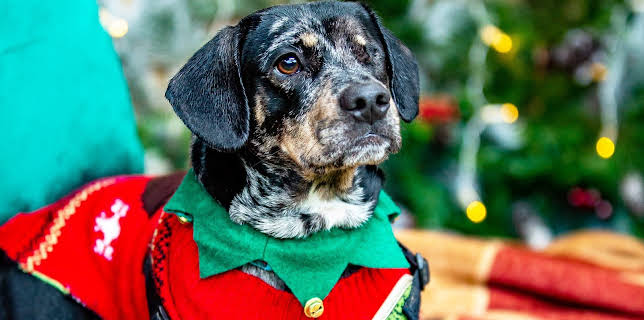 21:35: Hundehuset: Heim til jul? | NRK 2 | 2/12 2026