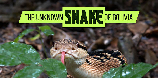 THE UNKNOWN SNAKE OF BOLIVIA (2025)