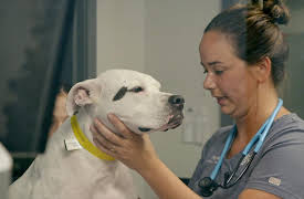 My Pet Ate What!?: Tandem Treats