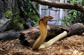 The Zoo Season 1: Love Shack