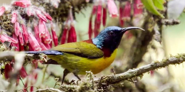 2:25 AM: Wild China | BBC Four | 1/28 2026