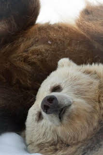 07:15: El invierno del oso | Nat Geo Wild | 7/14 2026