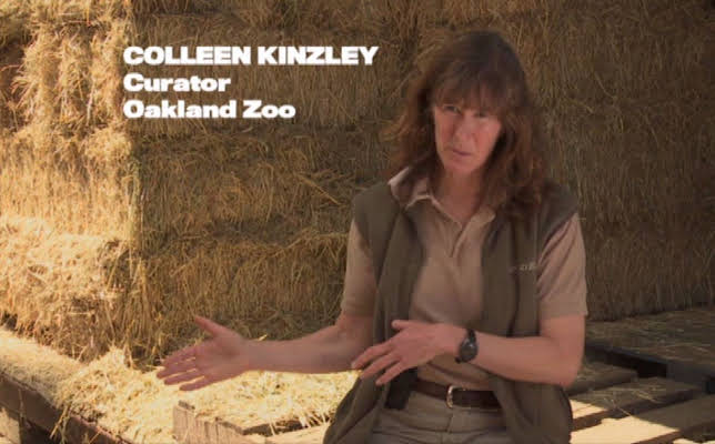 Colleen Kinzley