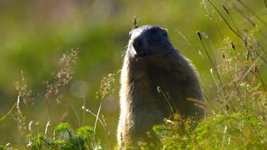 11:05: Abenteuer Wildnis | BR Fernsehen | 9/22 2026