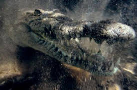 72 Dangerous Animals: Latin America: The Final Countdown