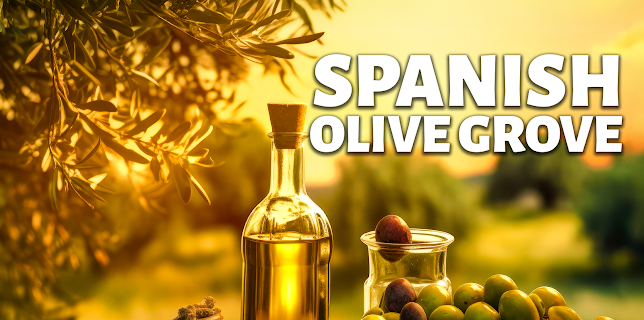 Spanish Olive Grove (2024)