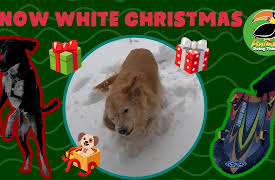 Animals Doing Things: Animals Doing Things | Snow White Christmas!