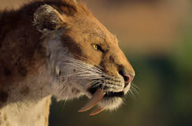 Life on Our Planet: Kapitel 7: Inheriting the Earth