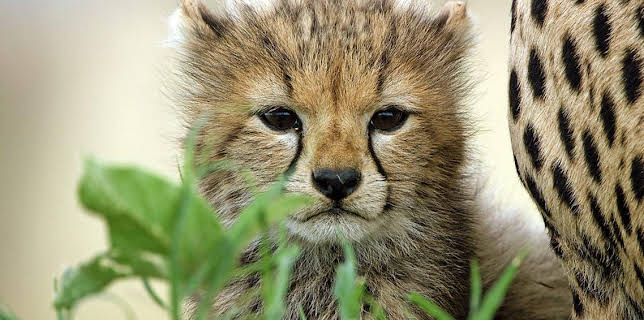 3:30 PM: Serengeti (S1) | BBC Two | 3/18 2026