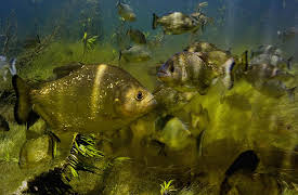 Planet Earth Season 1 (Narrator - David Attenborough): Freshwater (Narrator - David Attenborough)