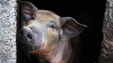 11:15: Animal Cops Houston (S9 E9) (S9) | Animal Planet | 3/27 2026