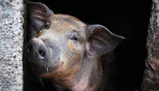 Animal Cops Houston (S9 E8)