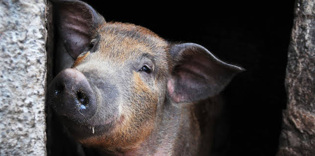 10:20: Animal Cops Houston (S9 E8) (S9) | Animal Planet | 2/4 2026