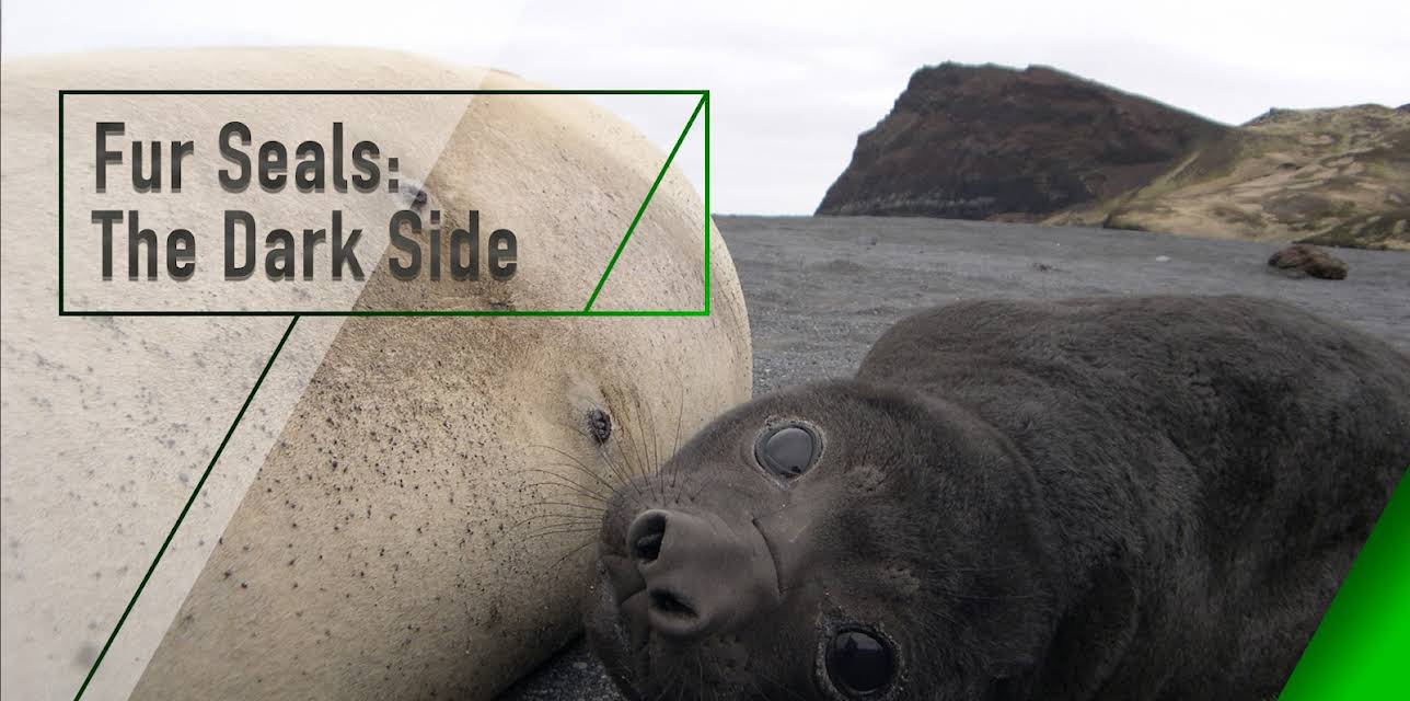 Fur Seals: The Dark Side (2007)