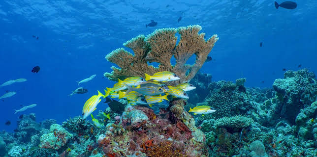 15:15: Expeditionen ins Tierreich | NDR Fernsehen | 3/22 2026