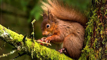 3:00 PM: Yorkshire: A Year in The Wild (S2 E1) (S2) | Channel 5 | 8/1 2026