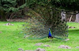Venuso na Terra: Birds