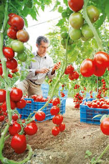 05:00: Diario del campo | 7 TV Región Murcia | 4/4 2026
