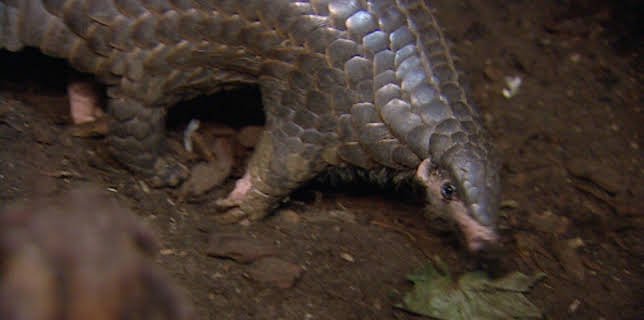 10:35: Elefant, Tiger & Co. (326) | MDR Fernsehen | 2/25 2026