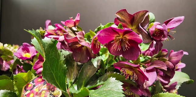 08:30: MDR Garten | MDR Fernsehen | 3/22 2026