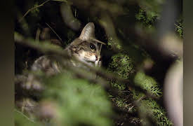Treetop Cat Rescue, Season 1: Wedged In a Hedge