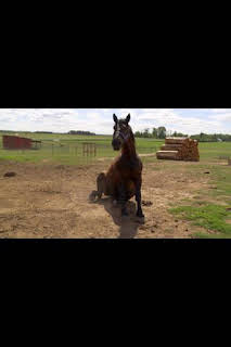 21:45: El increíble doctor Pol: Las desgracias nunca vienen solas | Nat Geo Wild | 4/2 2026