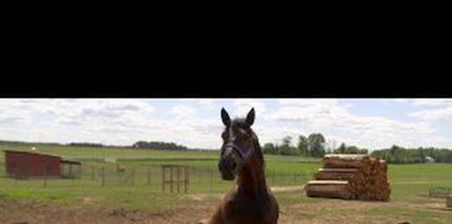 20:35: El increíble doctor Pol: Las desgracias nunca vienen solas | Nat Geo Wild | 2/12 2026