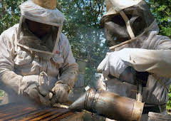 Die Bienenflüsterer